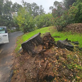 Calioax Tree Service - Before Stump grinding. (Saratoga) - Tree Services Near Me - Los Gatos, California Calioax Tree Service - Before Stump grinding. (Saratoga) - Tree Services Near Me - Los Gatos, California