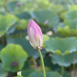 Kenilworth Park and Aquatic Gardens