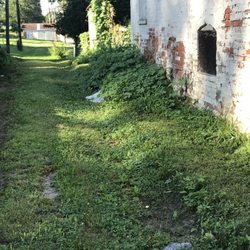 Hunters Lawn Care & Tree Service - Weed patch at alley completely ignored