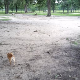 Small dog park.