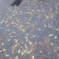 Plaza Italia - Acá recién se acuerda de llegar el otoño.