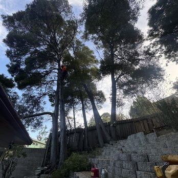 Vega's Tree Service - Acacia tree removal - Tree Services Near Me - Brentwood, California Vega's Tree Service - Acacia tree removal - Tree Services Near Me - Brentwood, California