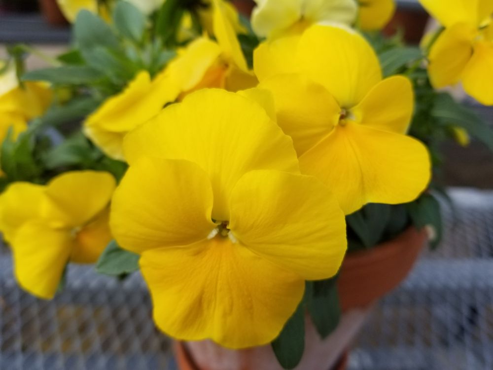 THE PLANT MARKET 18 Photos & 15 Reviews Nurseries & Gardening