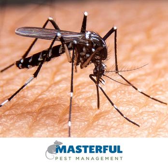 Masterful Pest Management - Pest Control Near Me - Beltsville, Maryland Masterful Pest Management - Pest Control Near Me - Beltsville, Maryland