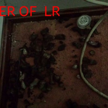 House of Ruffles - This is the corner of Mr. Lynn "Pierre" Bennett's aka Dr. Kevorikan Living Room with either his or the poor dog's feces???? - Pet Stores Near Me - Hudson, Ohio
