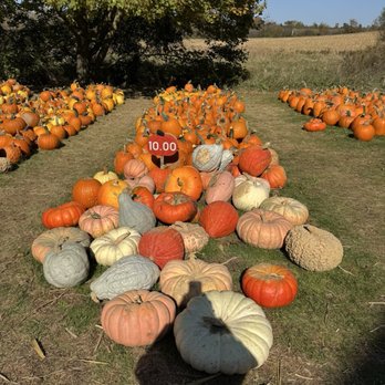 Wells Pumpkin Farm - Lots and lots of pumpkins! - Pumpkin Patches Near Me - Ann Arbor, Michigan Wells Pumpkin Farm - Lots and lots of pumpkins! - Pumpkin Patches Near Me - Ann Arbor, Michigan