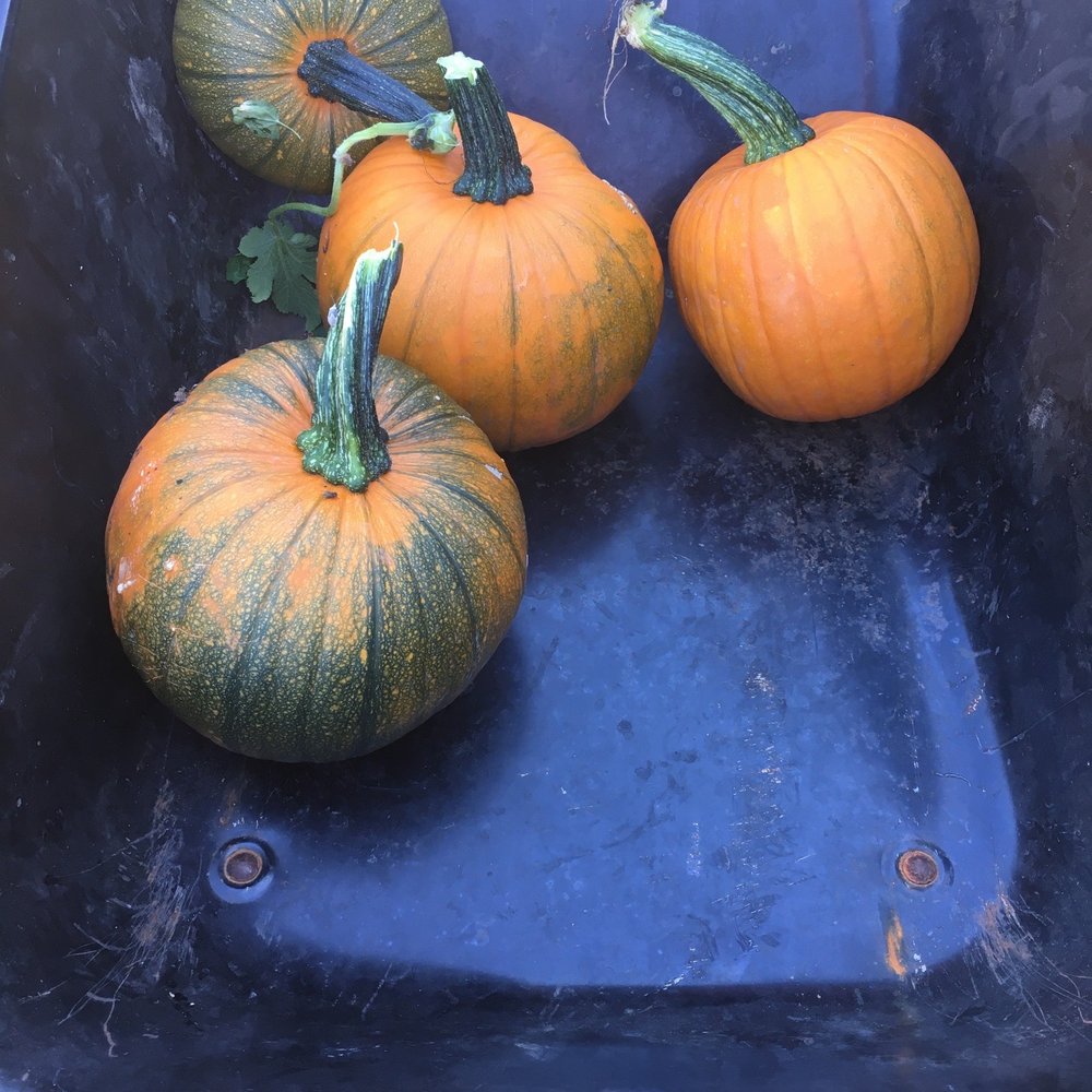 The Great Peter Pumpkin Patch - Pumpkin Patches Near Me - Petaluma, California The Great Peter Pumpkin Patch - Pumpkin Patches Near Me - Petaluma, California