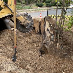 IG Tree Care Service - Large stump grind.
