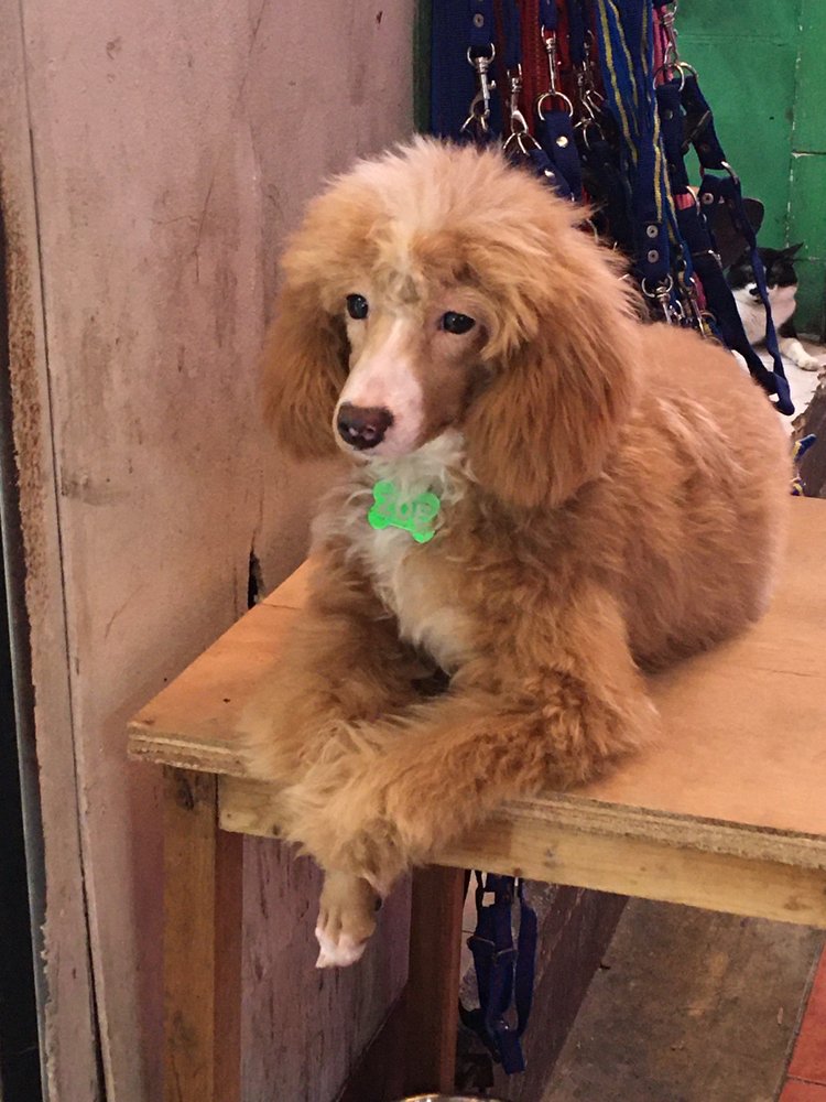 CARTIMAR PET CENTER Updated September 2024 19 Photos 20 Bike