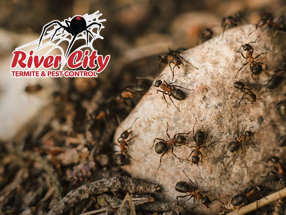 RIVER CITY TERMITE & PEST CONTROL Updated September 2024 27352