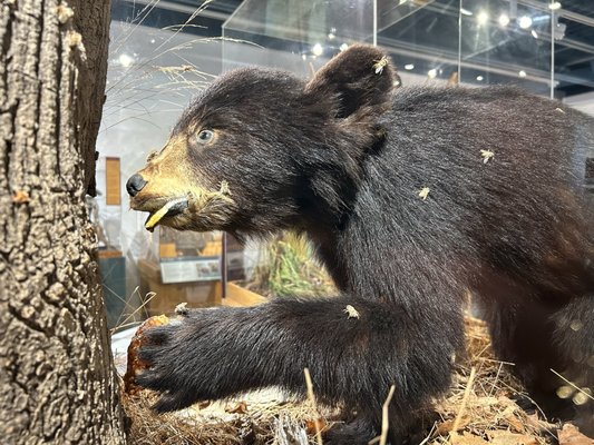 George B. Dorr Museum of Natural History by null
