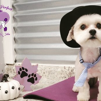 Picture Perfect Grooming - Cutest cowboy in town! - Pet Groomers Near Me - Tucson, Arizona Picture Perfect Grooming - Cutest cowboy in town! - Pet Groomers Near Me - Tucson, Arizona