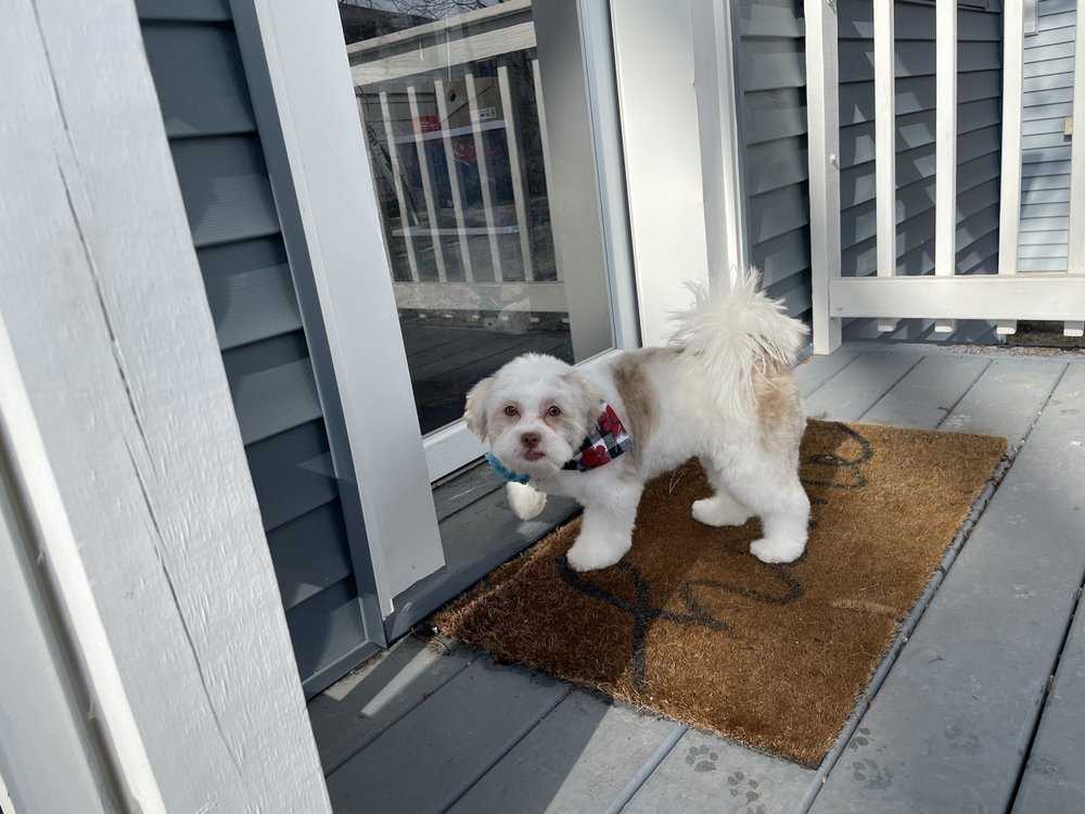 The Puppy Shop Image