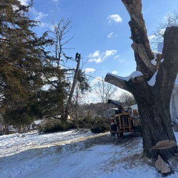 Coreas Tree Services - Tree removal - Tree Services Near Me - Owings Mills, Maryland