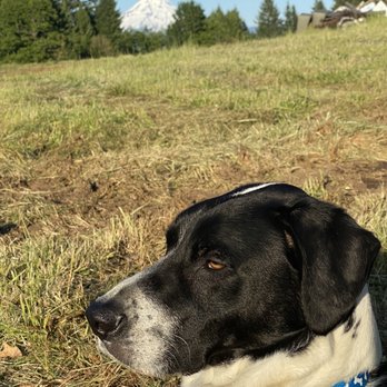 Johnson RV Sandy - Big field to run my boy Bogey - RV Dealers Near Me - Sandy, Oregon Johnson RV Sandy - Big field to run my boy Bogey - RV Dealers Near Me - Sandy, Oregon