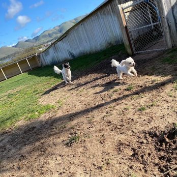 Lucky Dog Pet Resort - Pet Sitting Near Me - Nipomo, California Lucky Dog Pet Resort - Pet Sitting Near Me - Nipomo, California