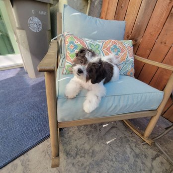 WAGGERS - After - Pet Groomers Near Me - Sacramento, California WAGGERS - After - Pet Groomers Near Me - Sacramento, California