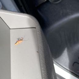 Avis rented us a passenger van that was infested with roaches. Avis rented us a passenger van that was infested with roaches.