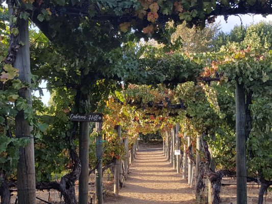 Wine Country Tours - Sit back and enjoy the scenic Temecula Valley Wine Country in comfort. Reap the benefits of our personalized expertise in this beautiful vineyard region. Taste the best wines in Southern CA. at your own pace. Select the wineries and restaurants you prefer as we shuttle your party in luxury and style. Your driver will offer helpful insights during your trip while accommodating your every need. Book your tour today. Cheers! Wine Country Tours - Sit back and enjoy the scenic Temecula Valley Wine Country in comfort. Reap the benefits of our personalized expertise in this beautiful vineyard region. Taste the best wines in Southern CA. at your own pace. Select the wineries and restaurants you prefer as we shuttle your party in luxury and style. Your driver will offer helpful insights during your trip while accommodating your every need. Book your tour today. Cheers!