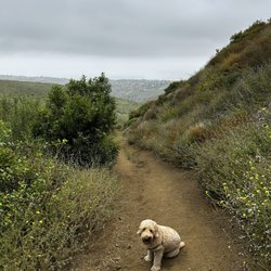 Zuma Ridge Trail - Watch out for burrs and ticks in the summer!