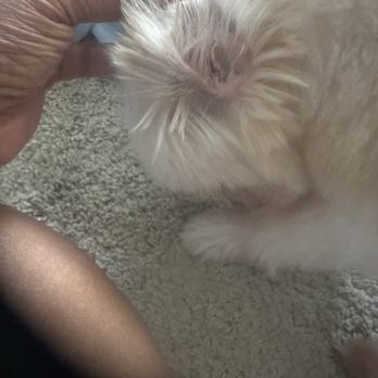 Petco - Missed cutting the hair from his ears - Pet Groomers Near Me - Cary, North Carolina