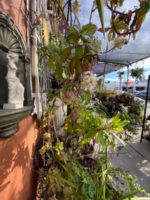 Zenaida's café by null