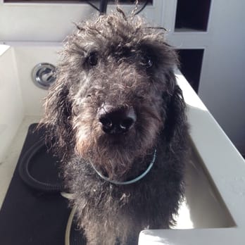 Bogarts Bone Appetit - All clean ! - Pet Groomers Near Me - Las Vegas, Nevada