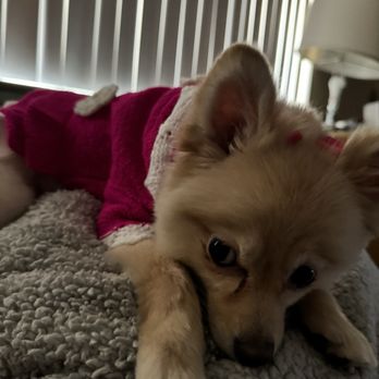 Upland Pet Grooming - Tink Tink - Pet Groomers Near Me - Upland, California Upland Pet Grooming - Tink Tink - Pet Groomers Near Me - Upland, California