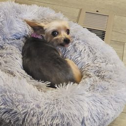 Nyla Nyla
