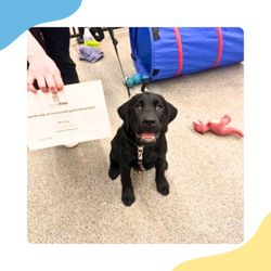 Canefida - We are so proud of our puppies and their people who graduate from our puppy class!