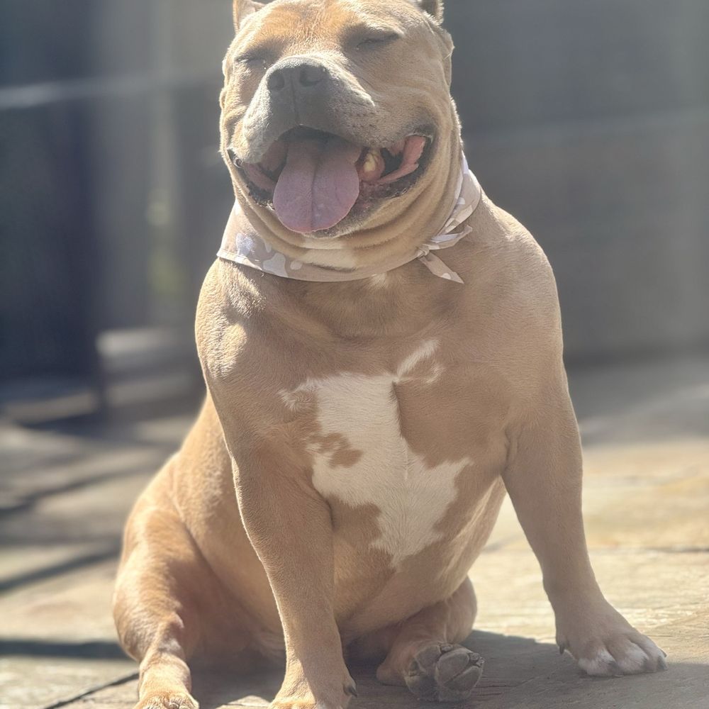 BarkSuds - Pet Groomers Near Me - Lithia, Florida