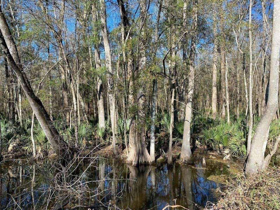 FOUR HOLES SWAMP Updated March 2024 Elloree, South Carolina