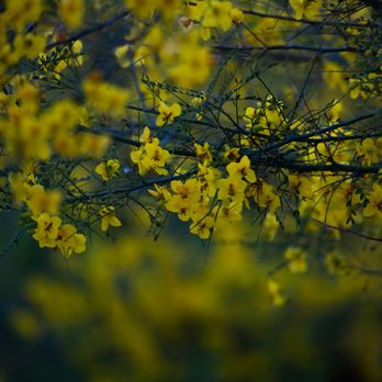 Peck Road Water Conservation Park - Spring Time! | IG @moniquedao - Parks Near Me - Arcadia, California Peck Road Water Conservation Park - Spring Time! | IG @moniquedao - Parks Near Me - Arcadia, California