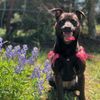New Hope Animal Hospital gift card