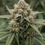 THC Crawls