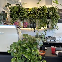 Wonderlands Plants & Coffee - Coffee counter
