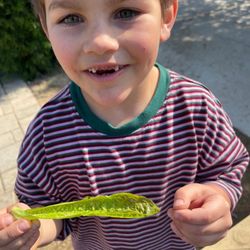 Valley Waldorf City School - Earth Arts is Yummy!