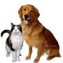 Photo of Roses Pampered Pets