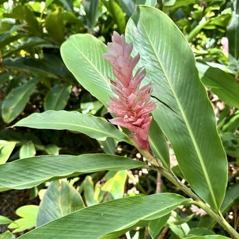 Flamingo Gardens - Flamingo Gardens. (6/4/2024) - Botanical Gardens Near Me - Davie, Florida