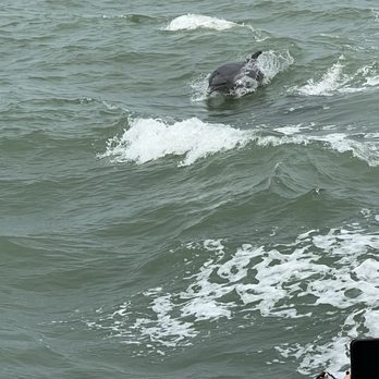 Isla Tours - Dolphin - Boating Near Me - South Padre Island, Texas Isla Tours - Dolphin - Boating Near Me - South Padre Island, Texas