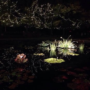Denver Botanic Gardens - The green lit up sculptures look like plants but are actually floating blown glass artwork by Chihuly - Botanical Gardens Near Me - Denver, Colorado Denver Botanic Gardens - The green lit up sculptures look like plants but are actually floating blown glass artwork by Chihuly - Botanical Gardens Near Me - Denver, Colorado