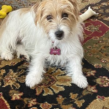 All Fur Pet Grooming - Pet Groomers Near Me - Fredericksburg, Virginia