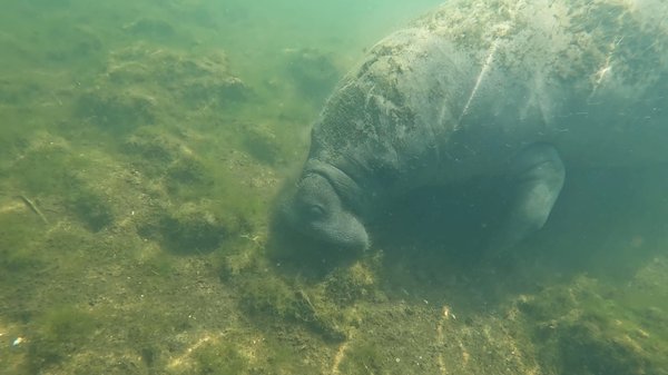 CAPTAIN MIKE’S - SWIMMING WITH THE MANATEES - 12 Photos - 614 NE US -19