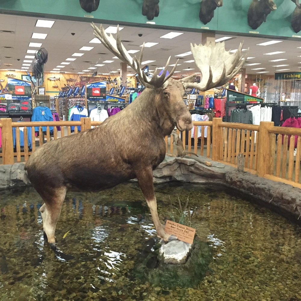 Cabela's - Big'ol moose! - Outdoor Gear Near Me - Buda, Texas Cabela's - Big'ol moose! - Outdoor Gear Near Me - Buda, Texas