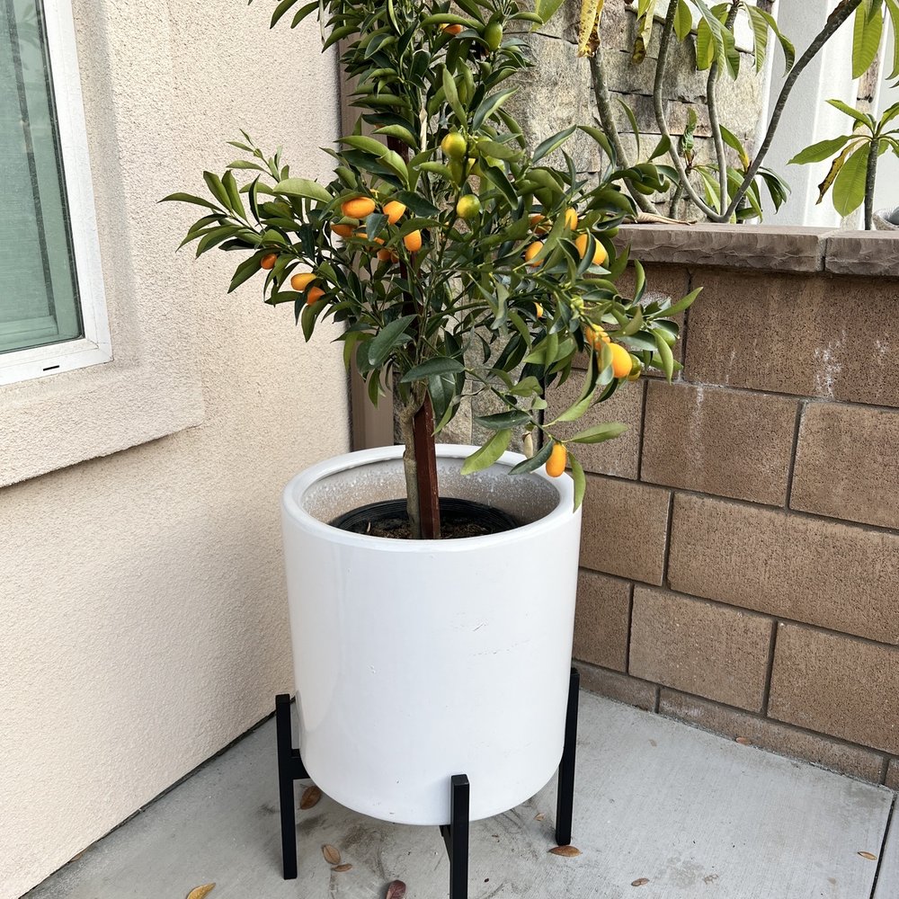 Kumquat Kumquat