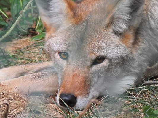 Wolf Mountain Nature Center by null