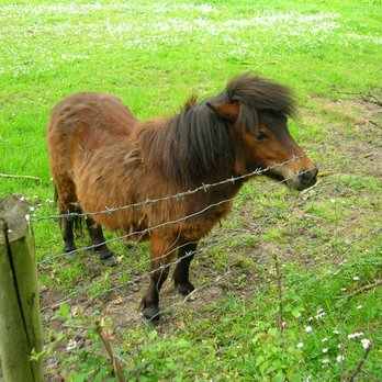 Bunratty Castle & Folk Park - Poor little thing needs a good brushing. - Parks Near Me - Bunratty, CE Bunratty Castle & Folk Park - Poor little thing needs a good brushing. - Parks Near Me - Bunratty, CE