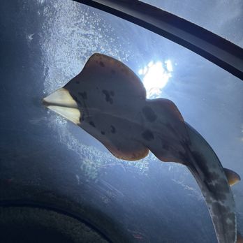 Downtown Aquarium - Museums Near Me - Denver, Colorado Downtown Aquarium - Museums Near Me - Denver, Colorado