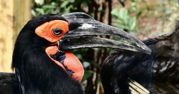 Zoo Atlanta by null