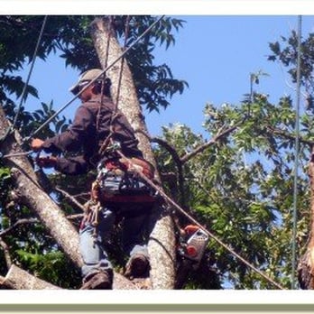 Austin Tree Experts - rigging it right - Tree Services Near Me - Austin, Texas Austin Tree Experts - rigging it right - Tree Services Near Me - Austin, Texas